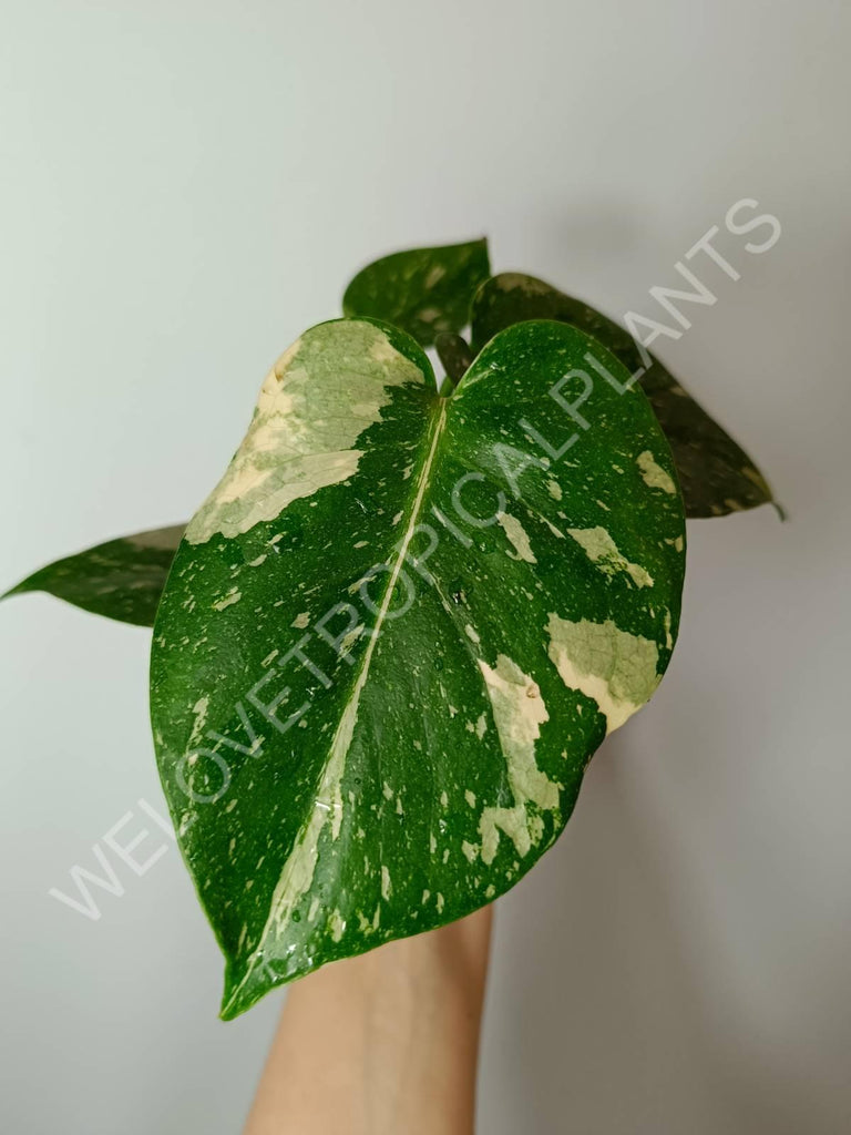 Set of 2 baby plants - alocasia frydek variegata + thai constellation