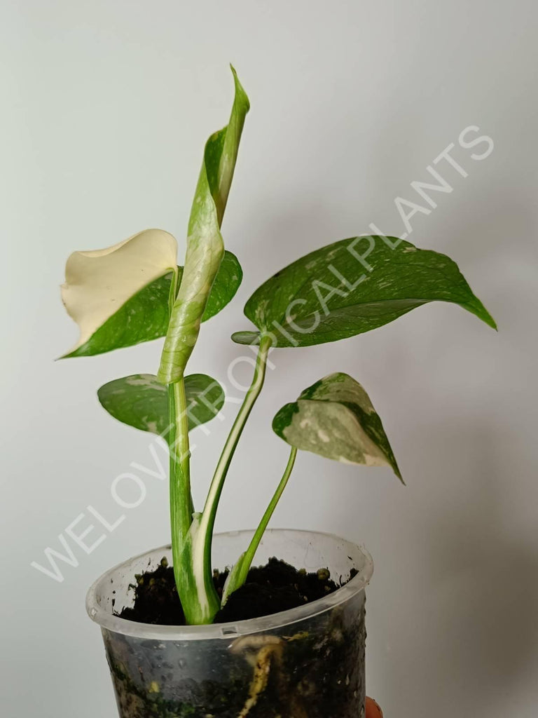 Set of the 2 plants - thao constellation + alocasia frydek