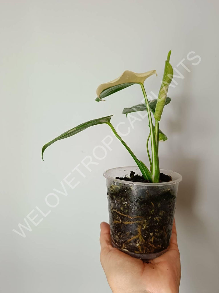 Set of the 2 plants - thao constellation + alocasia frydek