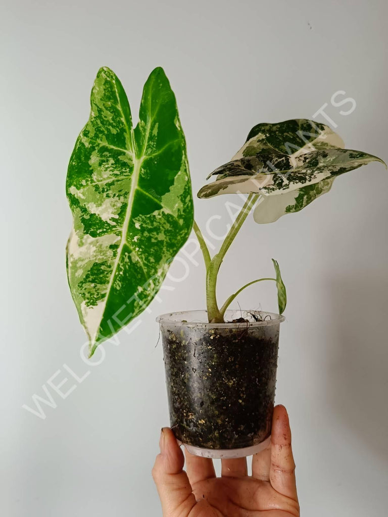 Set of the 2 plants - thao constellation + alocasia frydek