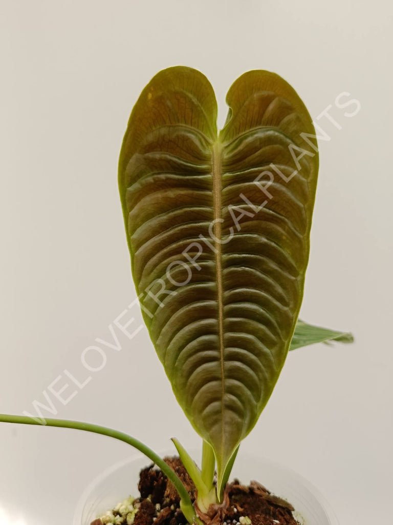 Set anthurium - veitchii narrow + warocqueranum