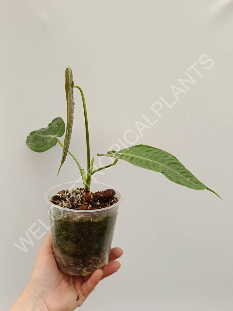 Set anthurium - veitchii narrow + warocqueranum