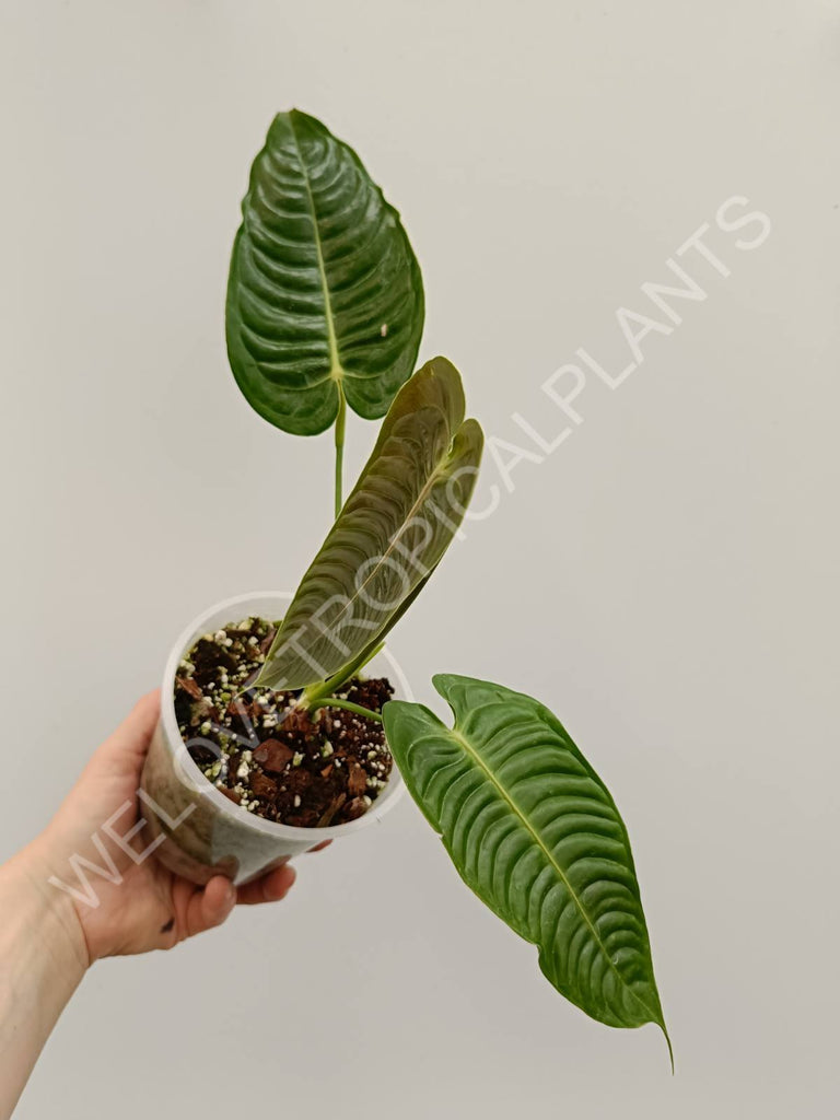 Set anthurium - veitchii narrow + warocqueranum