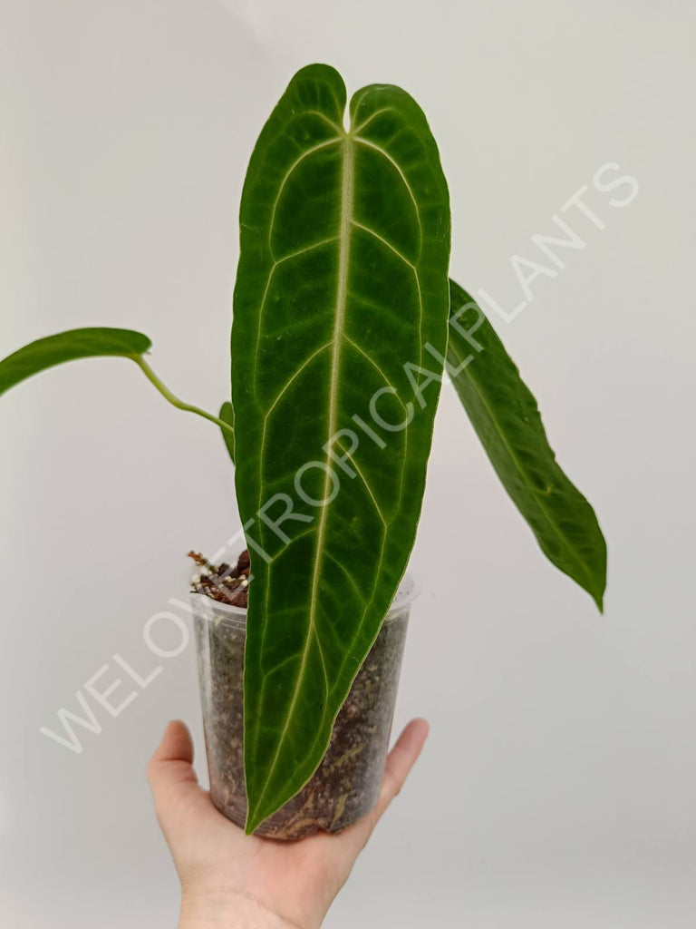 Set anthurium - veitchii narrow + warocqueranum