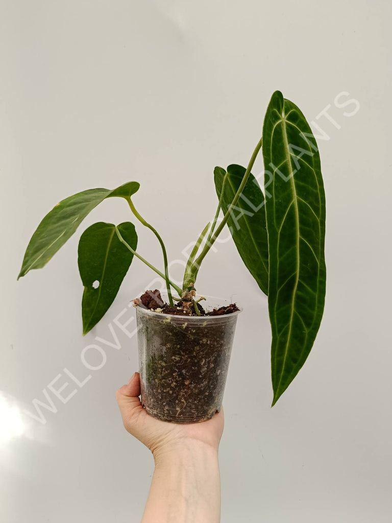 Set anthurium - veitchii narrow + warocqueranum