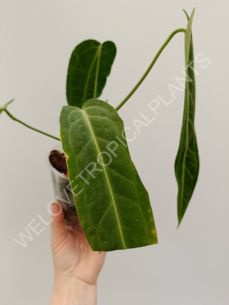 Set anthurium - veitchii narrow + warocqueranum