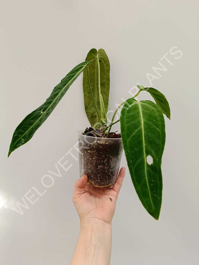 Set anthurium - veitchii narrow + warocqueranum