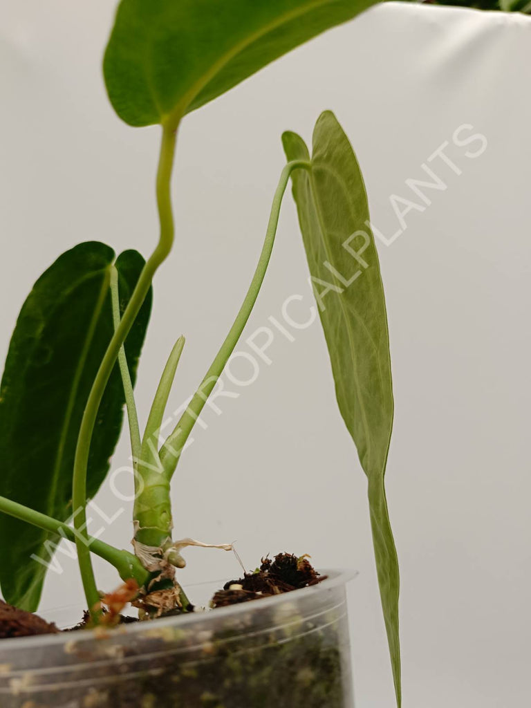 Set anthurium - veitchii narrow + warocqueranum