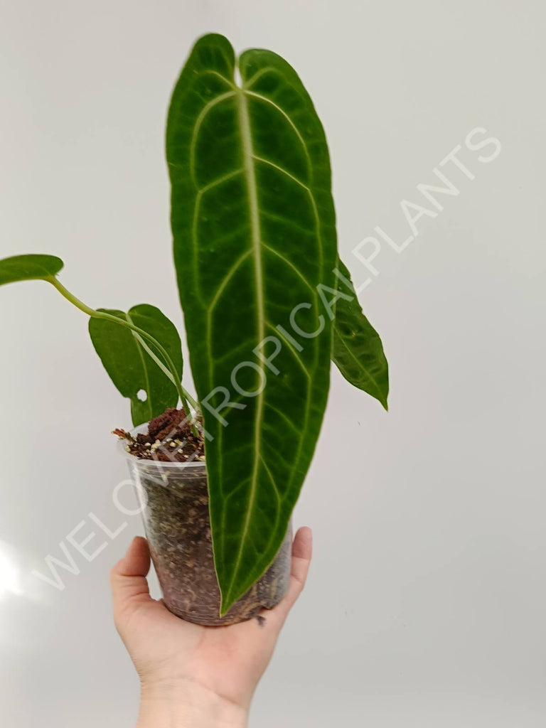 Set anthurium - veitchii narrow + warocqueranum