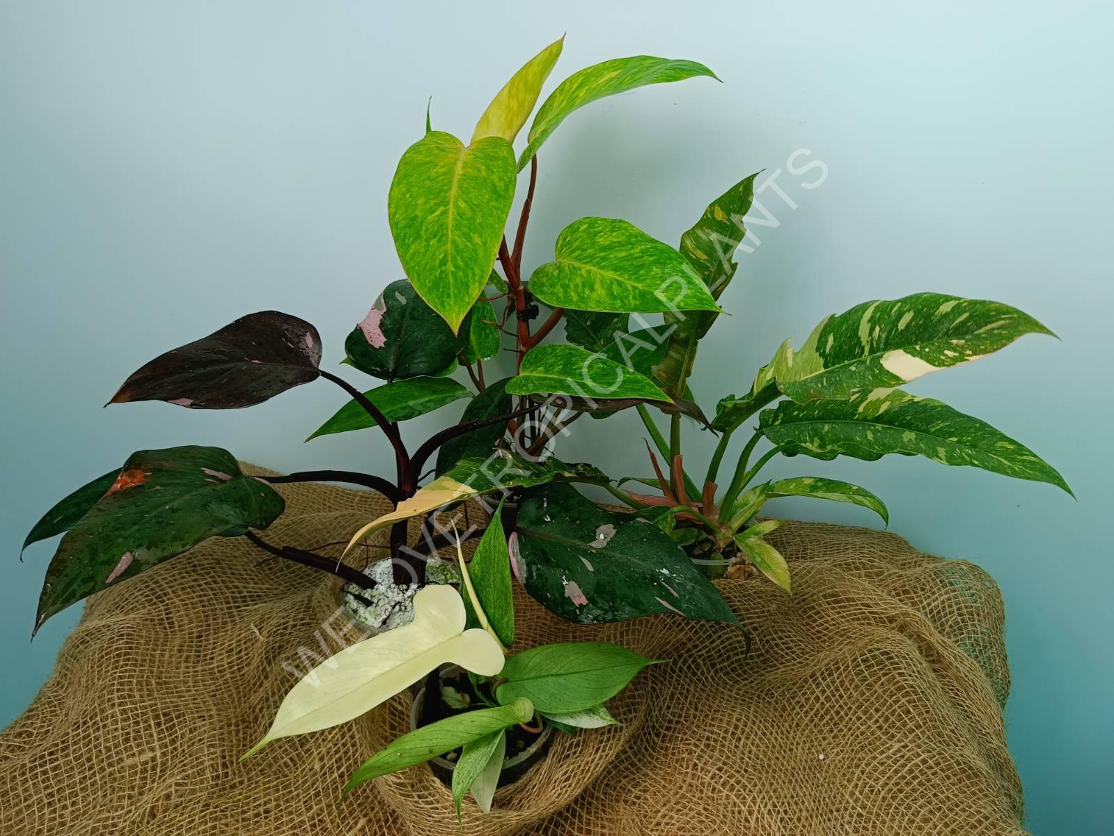 Set of philodendrons: 4 in 1