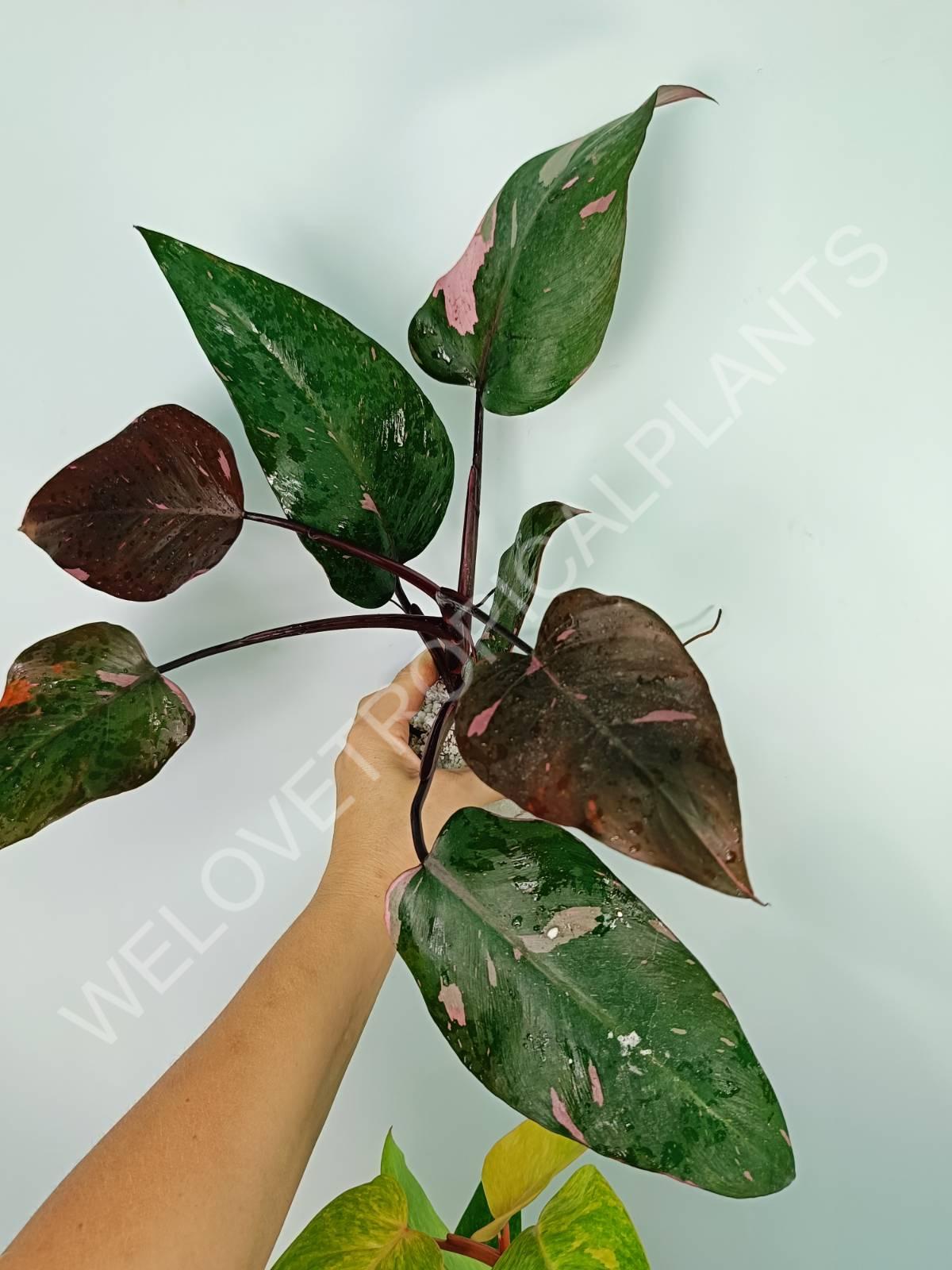 The set of 4 plants