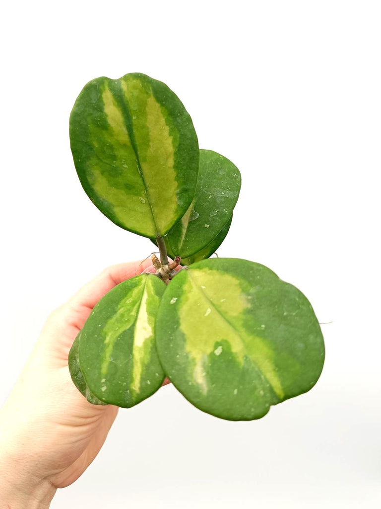 Set of hoya variegata