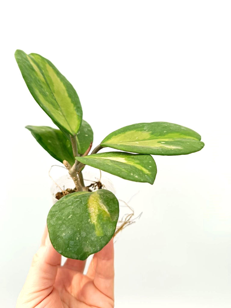 Set of hoya variegata