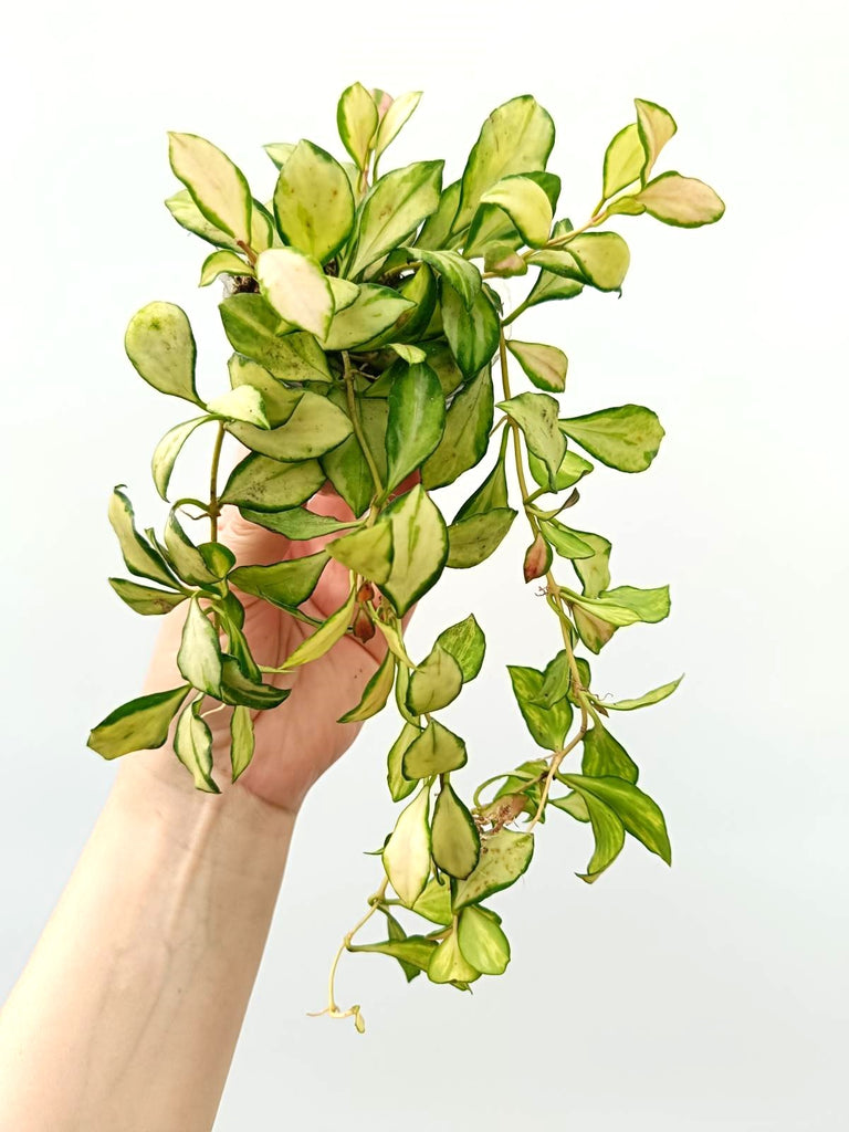 Set of hoya variegata