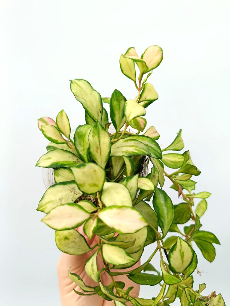 Set of hoya variegata