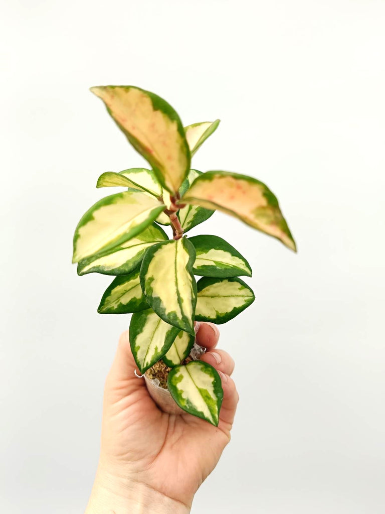 Set of hoya variegata