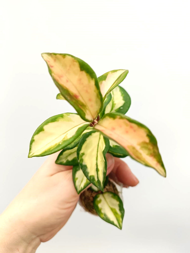 Set of hoya variegata