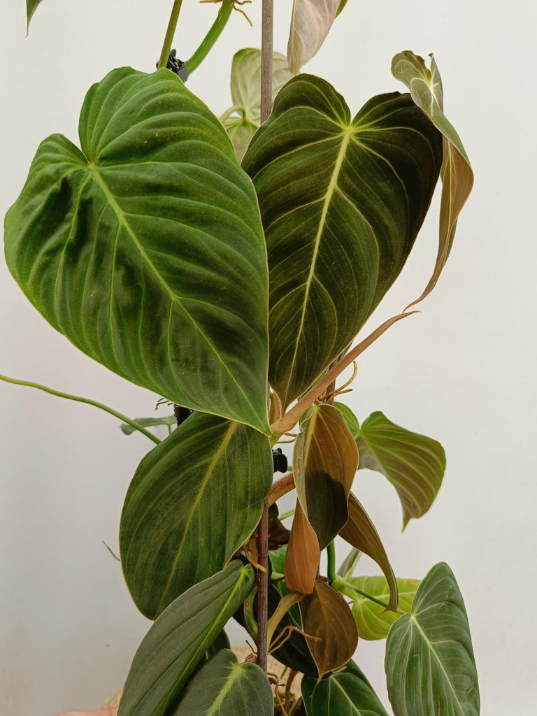 Set of philodendrons - gogas, melanochrysum and splendid