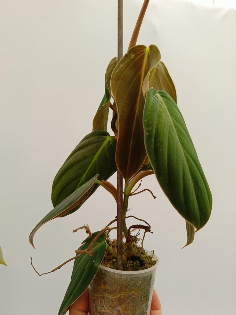 Set of philodendrons - gogas, melanochrysum and splendid