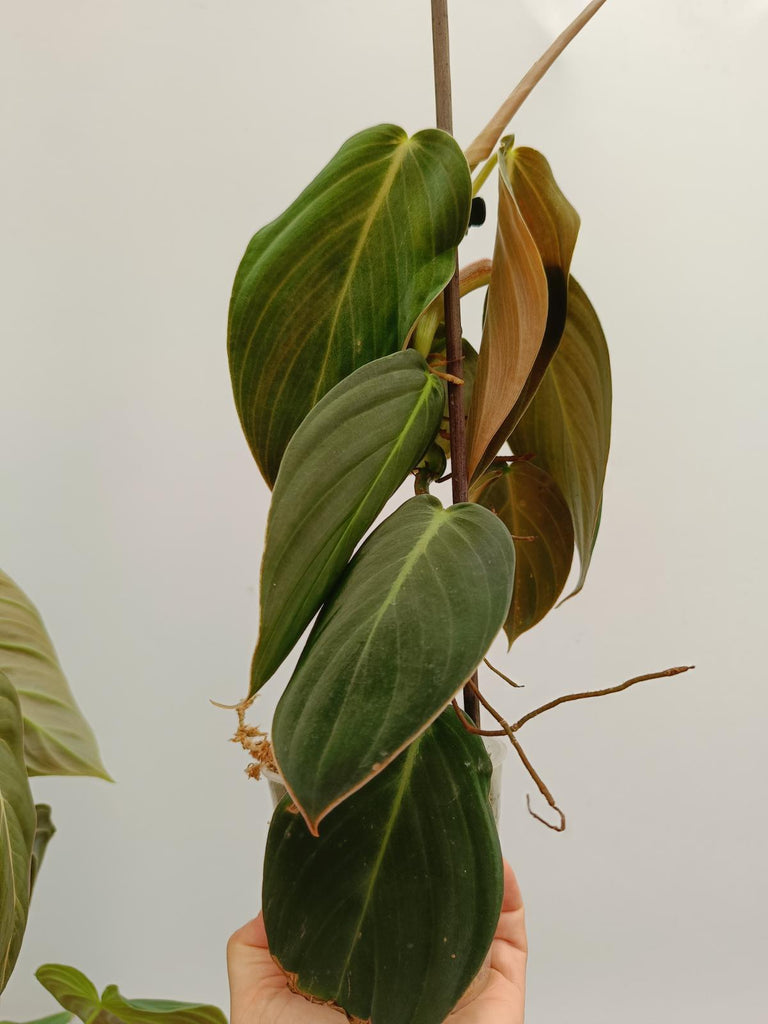 Set of philodendrons - gogas, melanochrysum and splendid