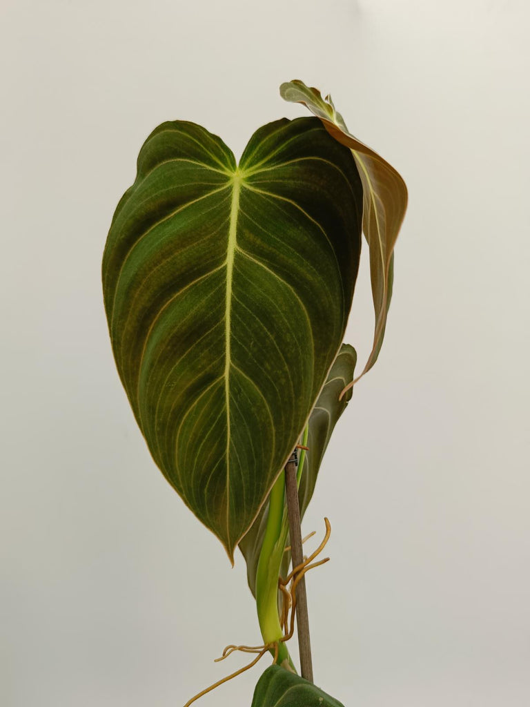 Set of philodendrons - gogas, melanochrysum and splendid