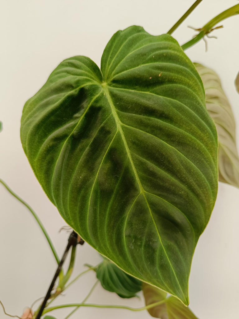 Set of philodendrons - gogas, melanochrysum and splendid