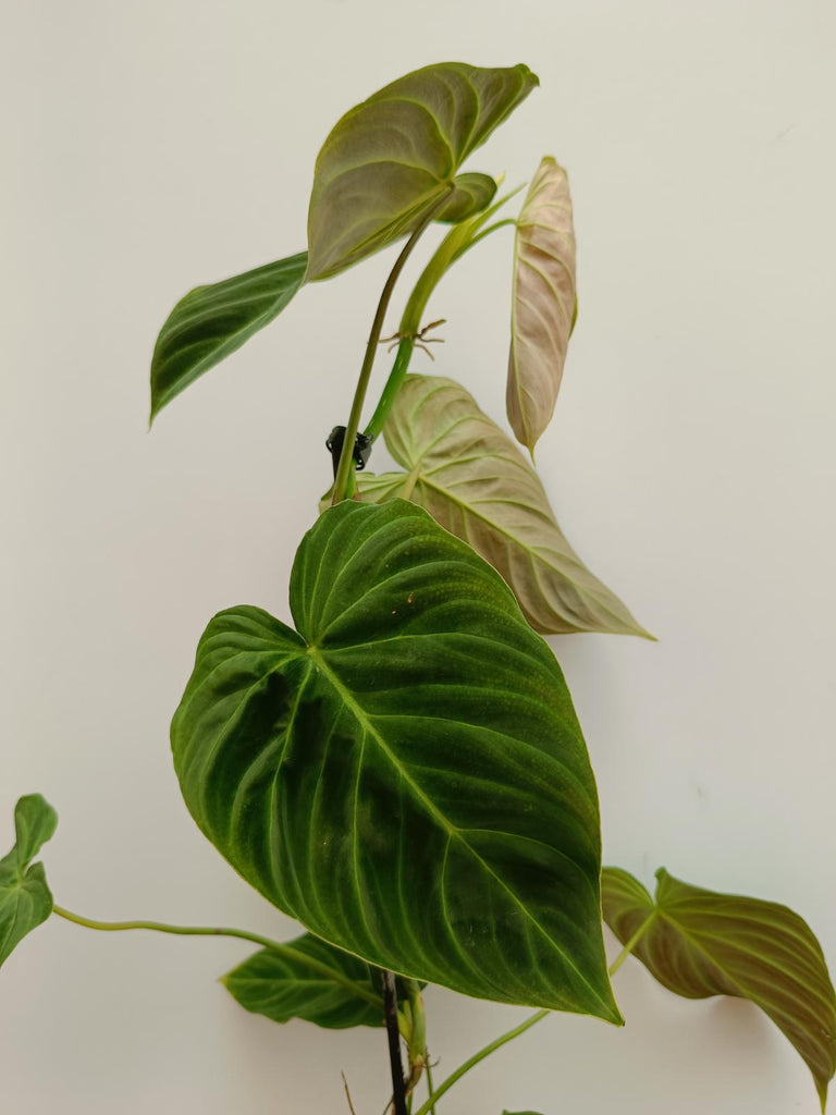 Set of philodendrons - gogas, melanochrysum and splendid