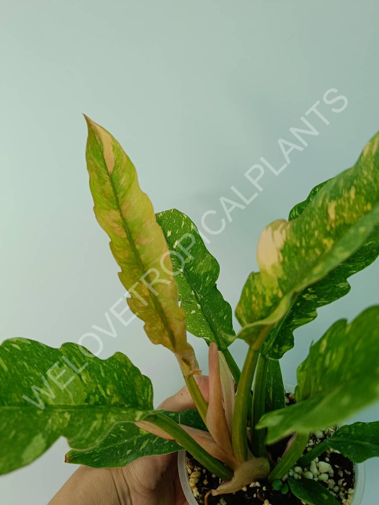 Set of philodendrons - florida ghost, ring of fire, xanadu dwarf variegata