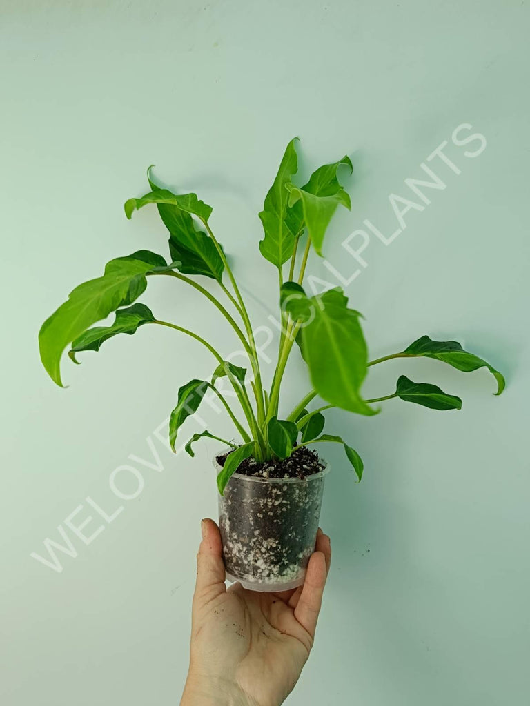 Set of philodendrons - florida ghost, ring of fire, xanadu dwarf variegata