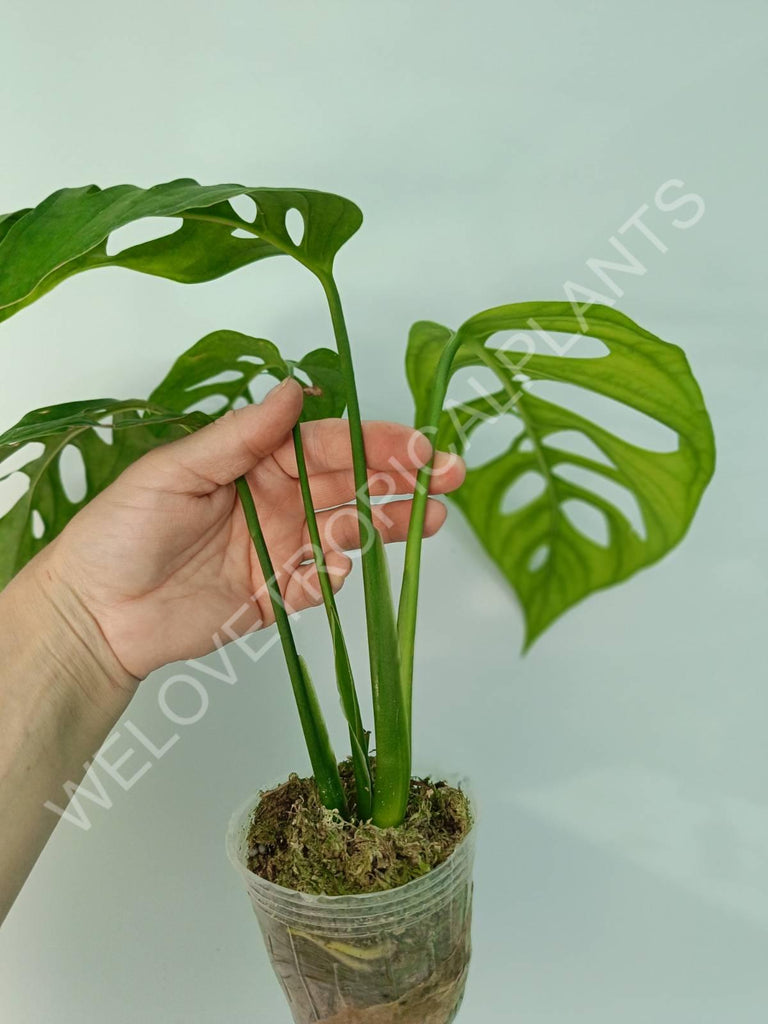 Set of the plants - anthurium veitchii + monstera esqueleto + philodendron florida ghost
