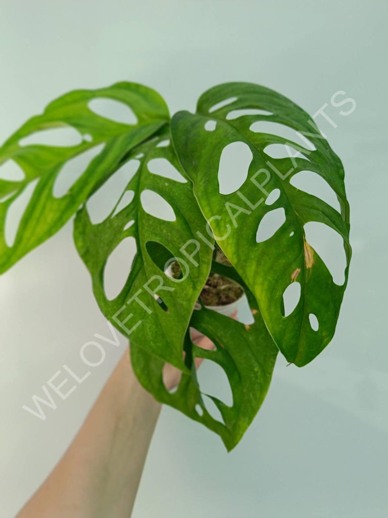 Set of the plants - anthurium veitchii + monstera esqueleto + philodendron florida ghost