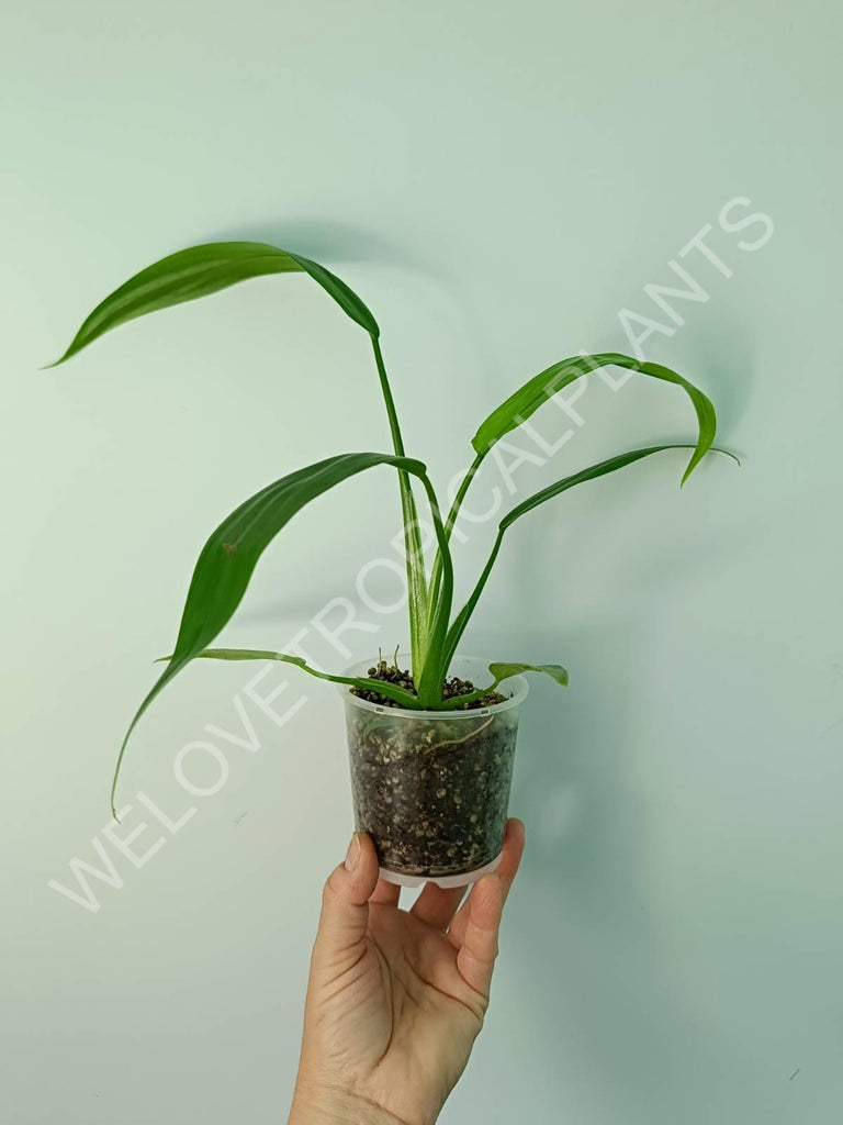 Set of plants - anthurium silver blush, aglaonema pictum tricolor, philodendron holtonianum