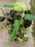 Set of the plants