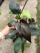 Set of the plants - philodendron pink princes