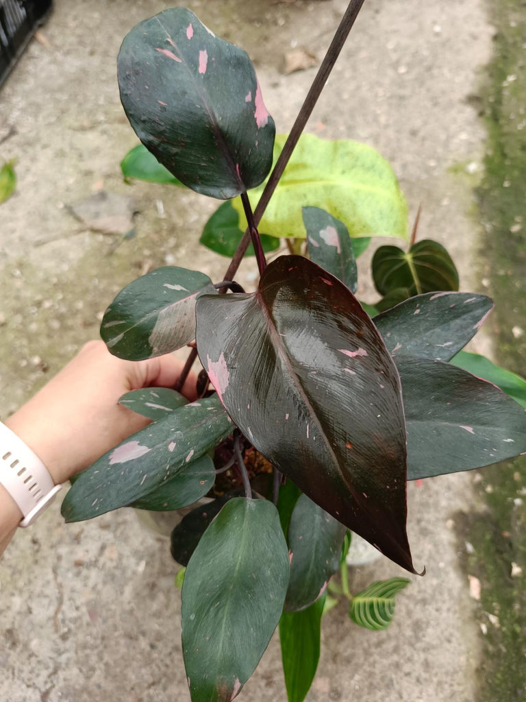 Set of the plants - philodendron pink princes