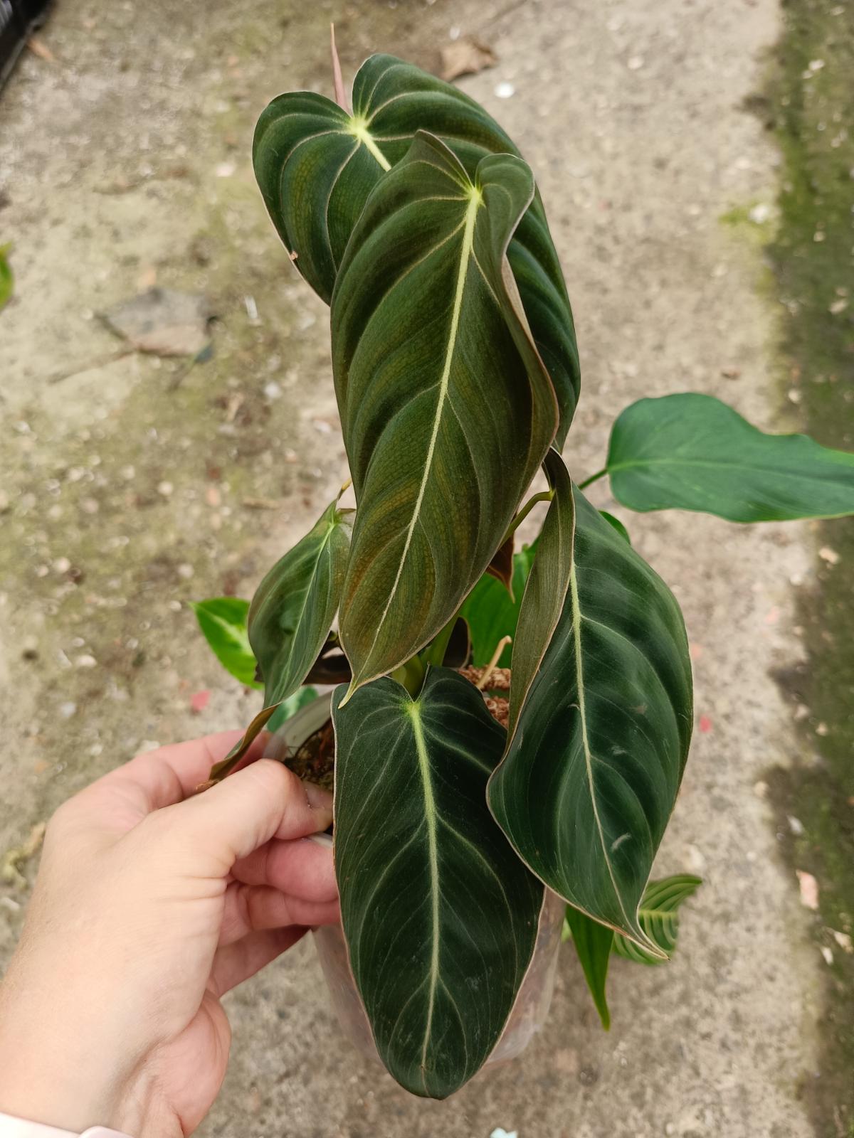 Set of the plants - philodendron melanochrysum