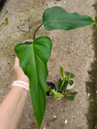 Set of the plants - philodendron mexicanum