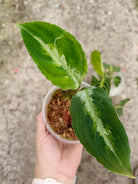 Set of the plants - aglaonema pictum tricolor