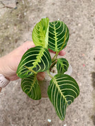 Set of the plants - maranta lemon lime