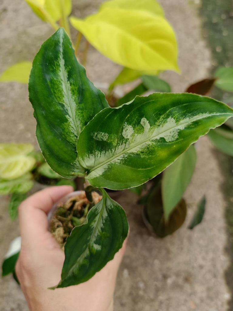 Set of the plants - aglaonema pictum tricolor