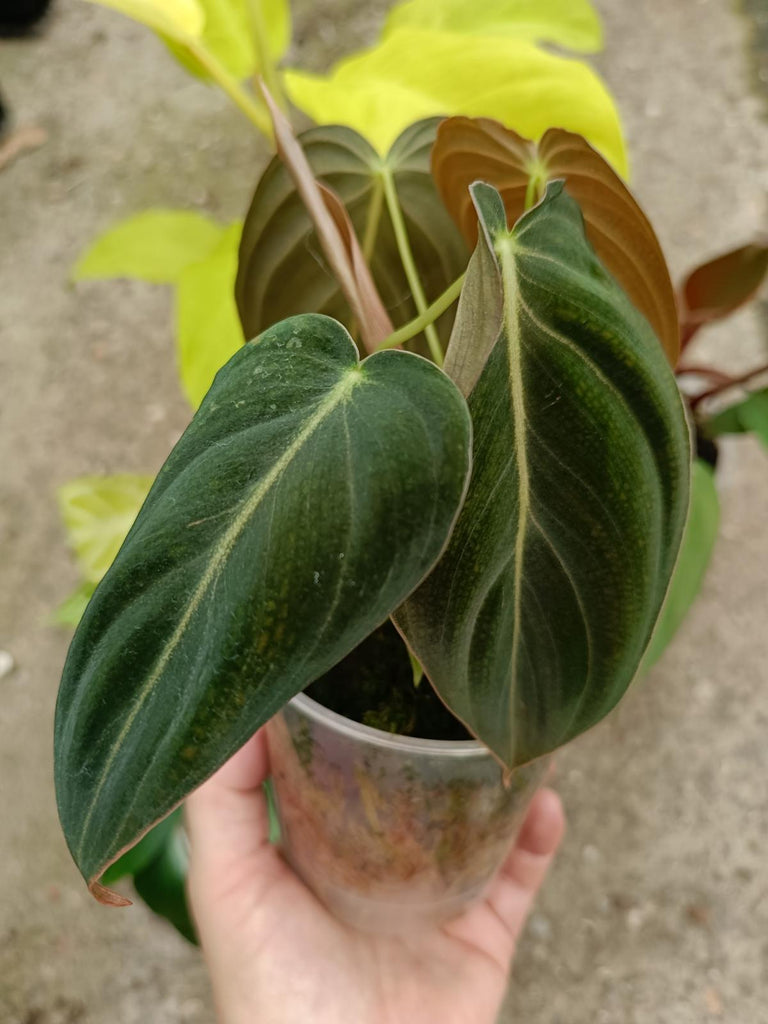 Set of the plants - philodendron melanochrysum