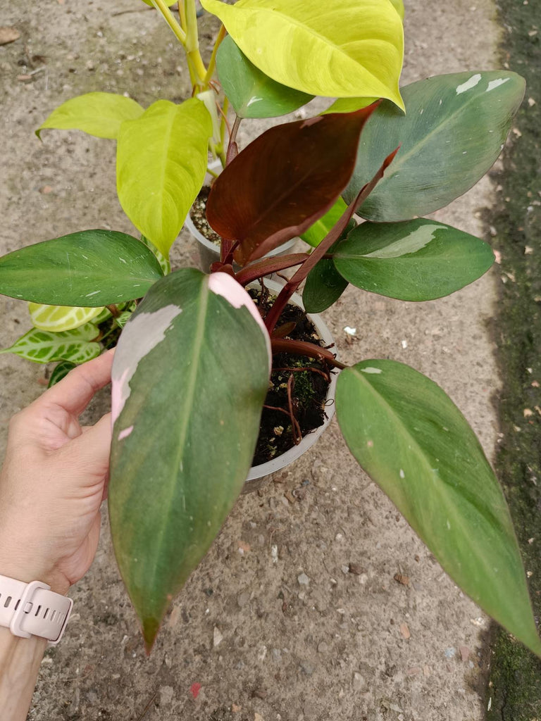 Set of the plants - philodendron pink princess