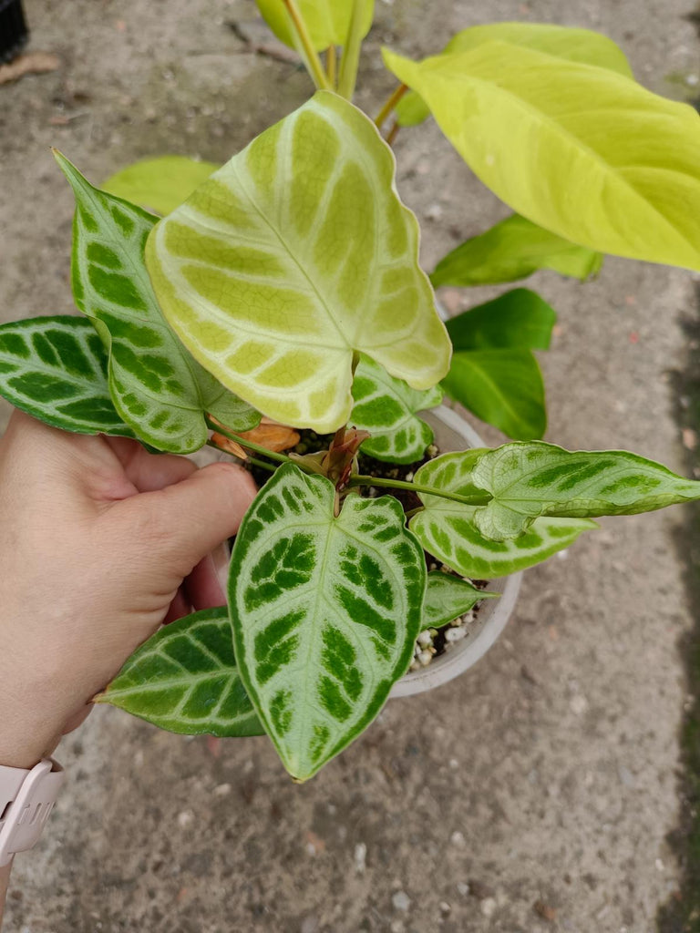 Set of the plants - anthurium silver blush