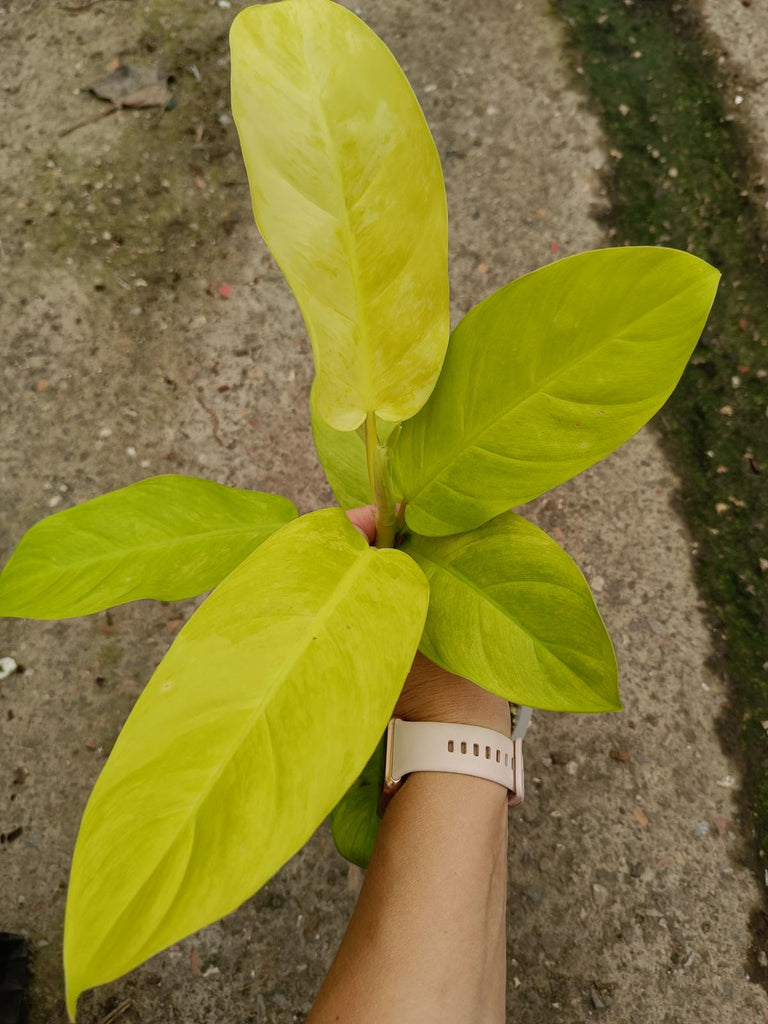 Set of the plants - philodendron thai sunrise