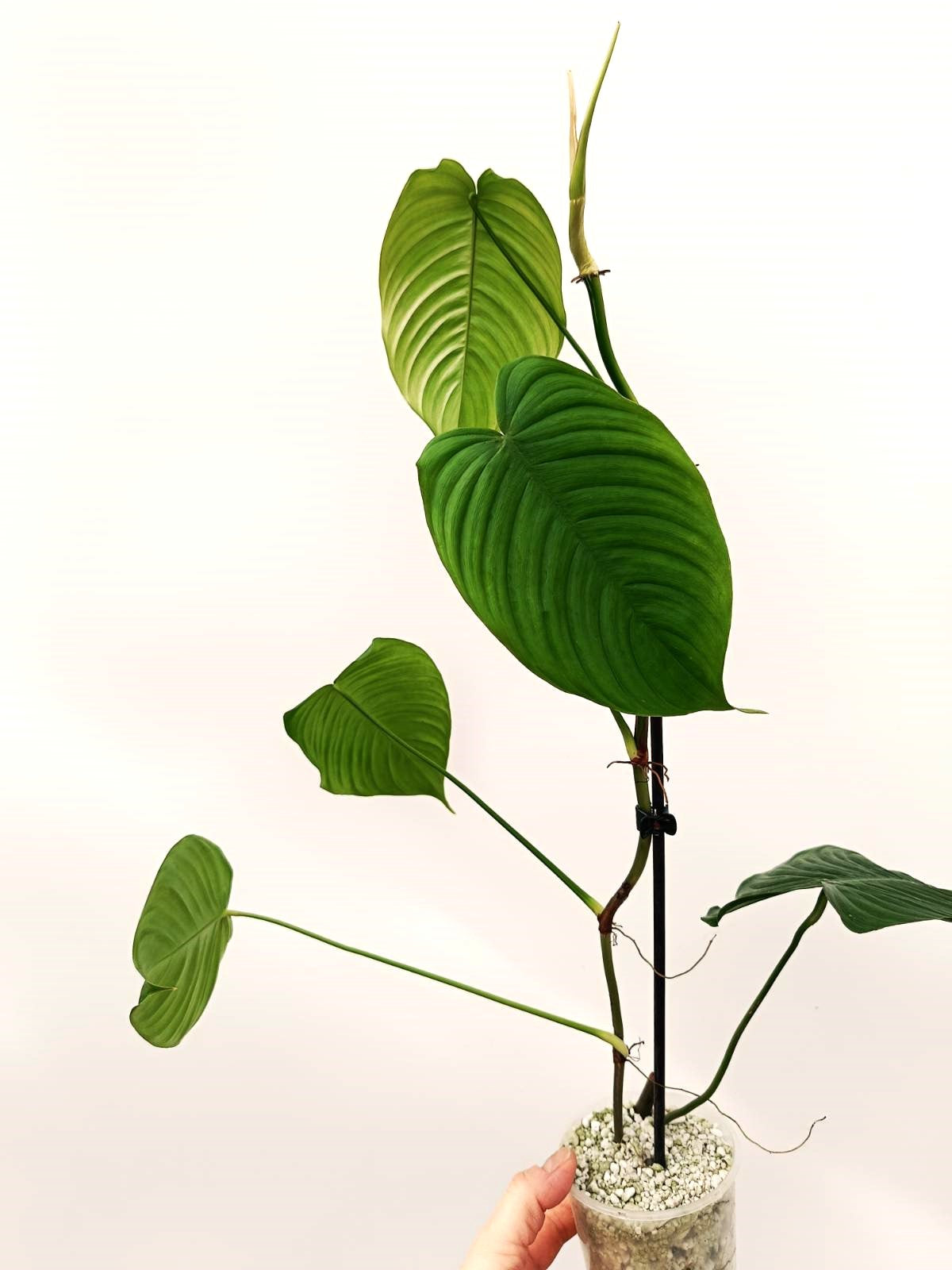 philodendron sharoniae vs tenue Set of philodendrons: 3 in 1 (Mexicanum+Sharoniae+Tenue)