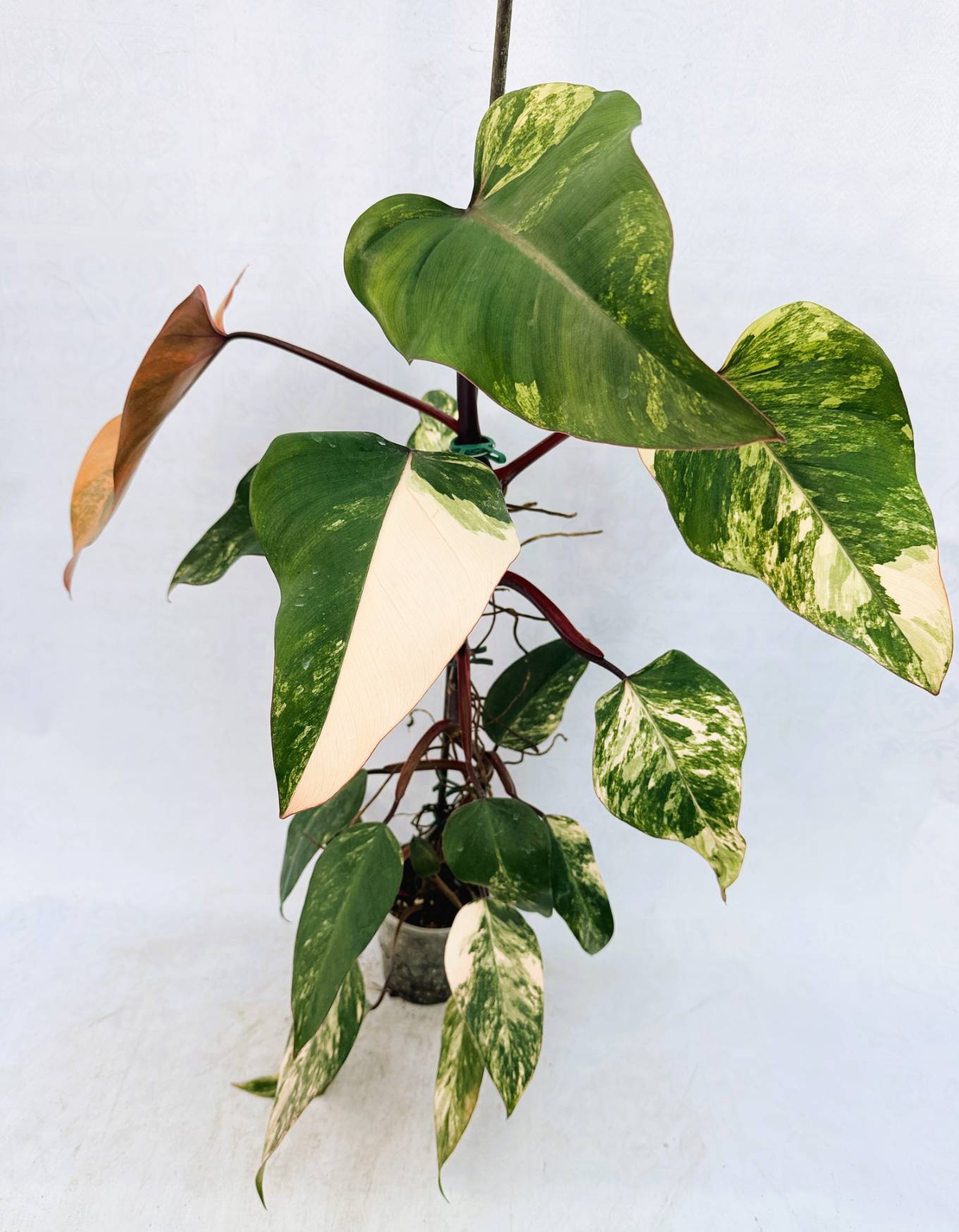 strawberry_shake_25-10-14-01