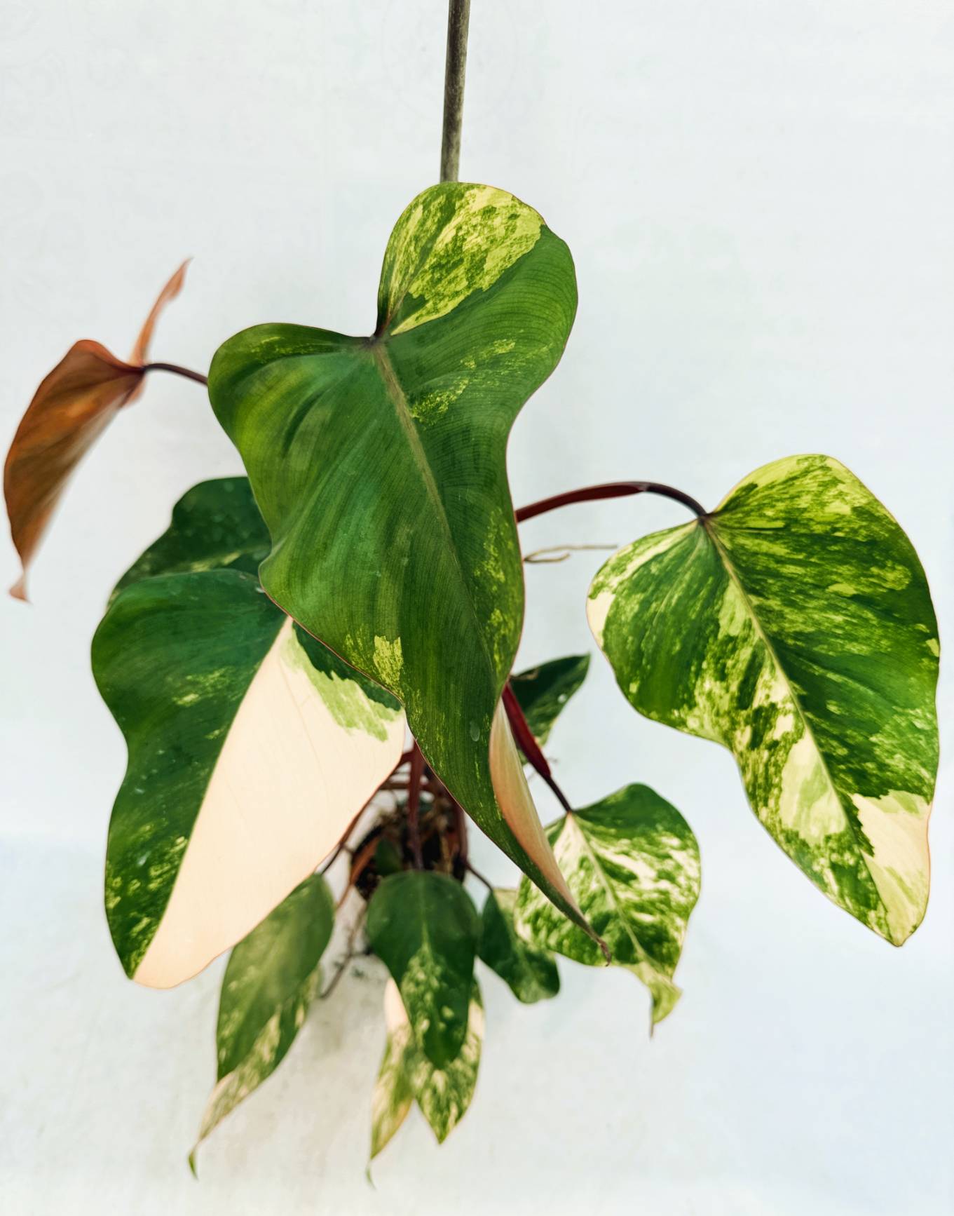 strawberry_shake_25-10-14-01