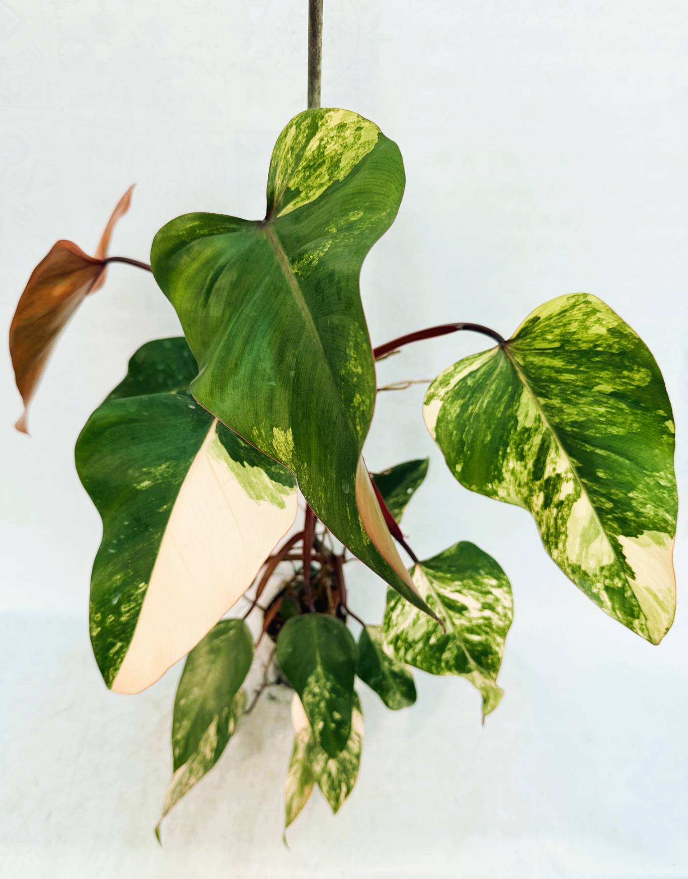 strawberry_shake_25-10-14-01