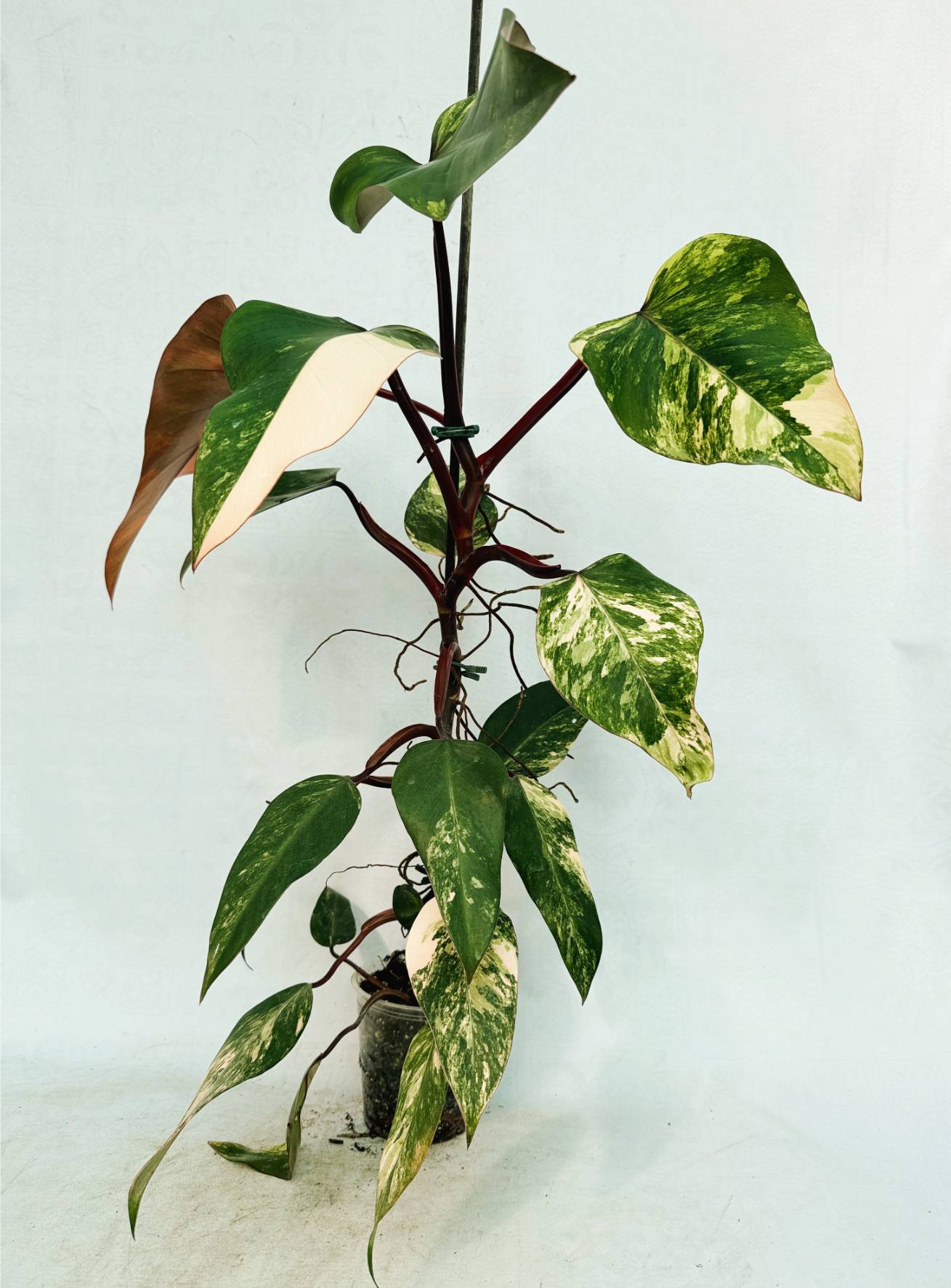 strawberry_shake_25-10-14-01