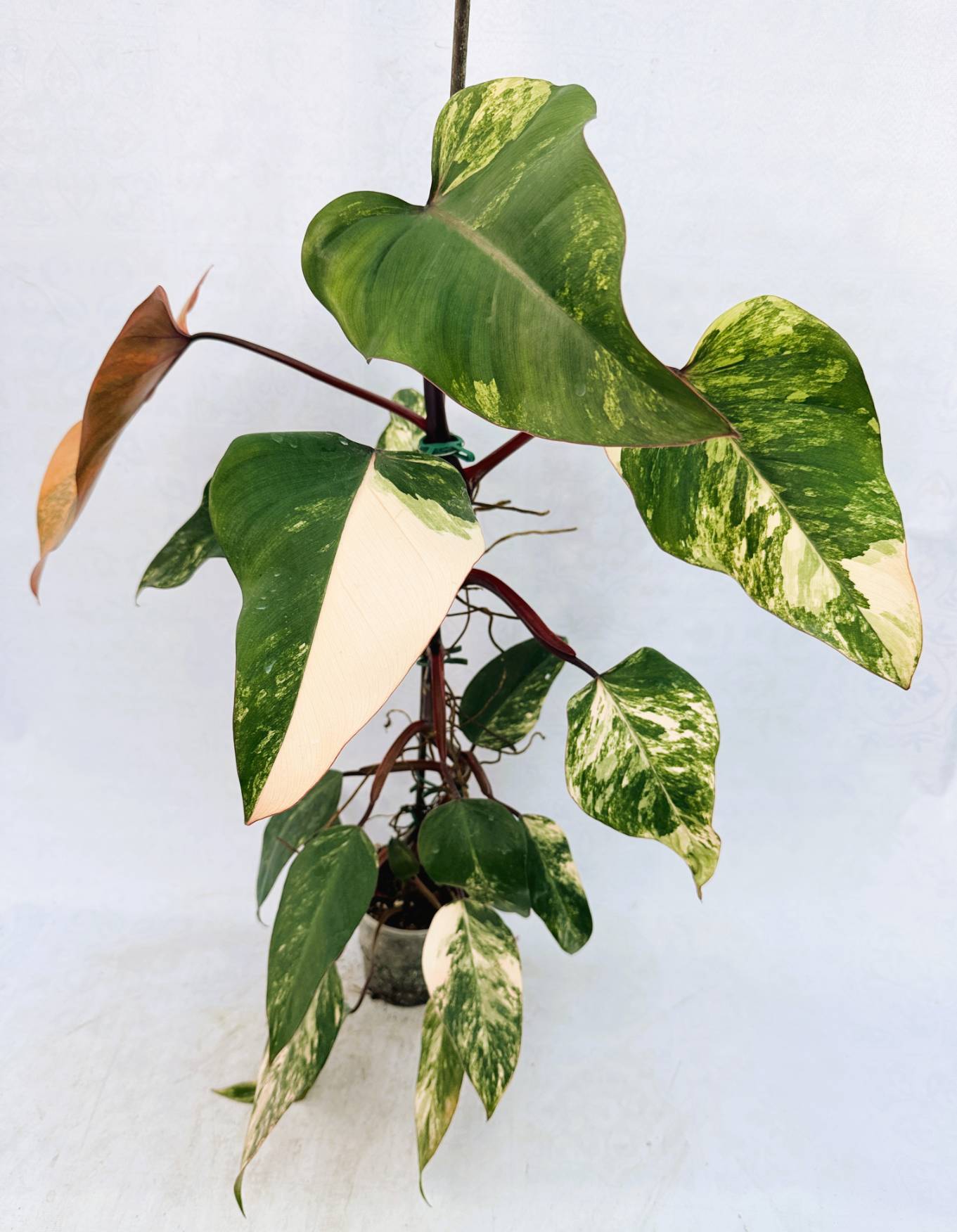 strawberry_shake_25-10-14-01